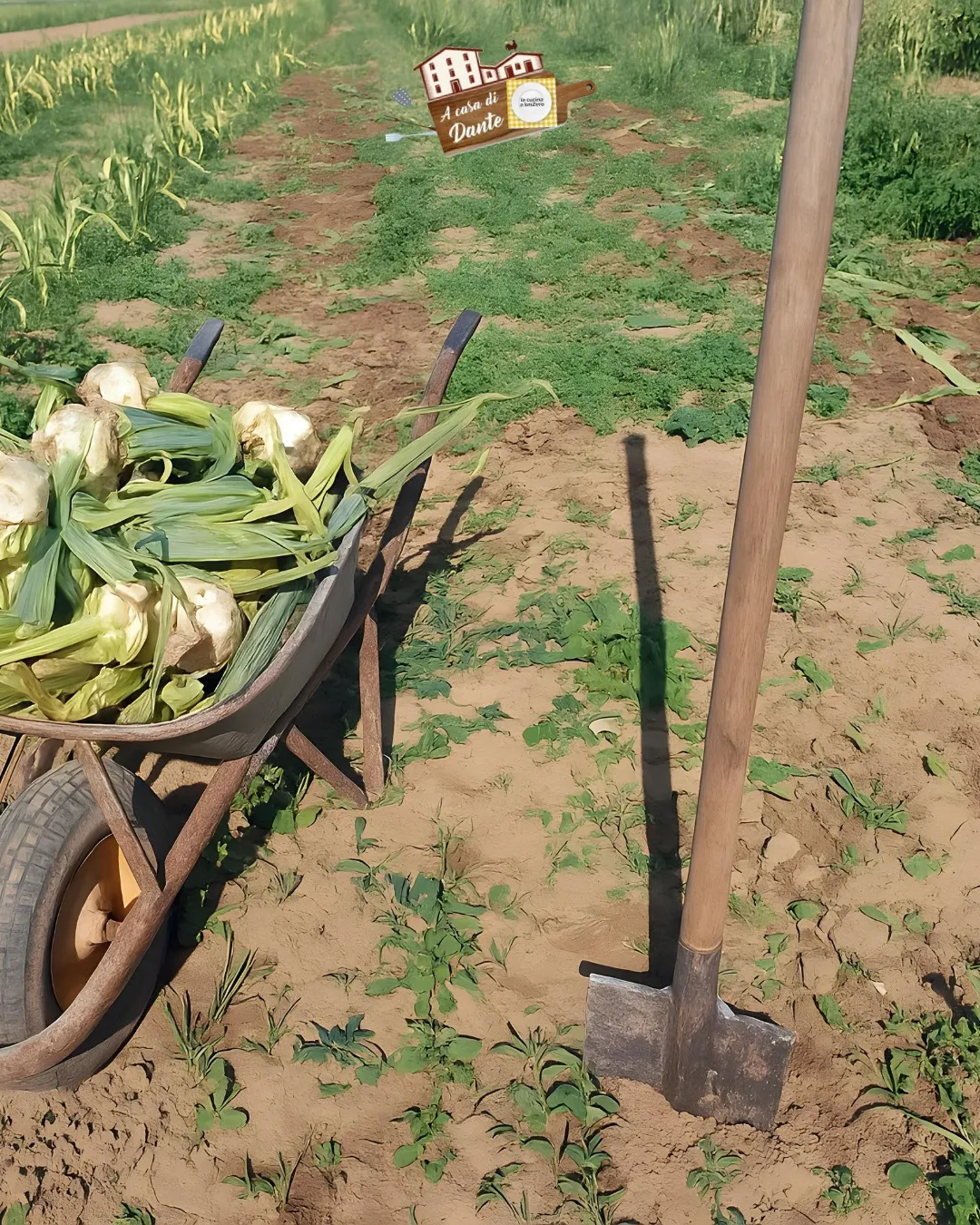 Dal campo alla tavola: un anno di Aglione della Valdichiana